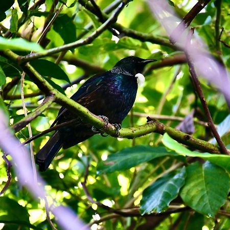 Bed and Breakfast Birdsong Devonport Окленд Екстер'єр фото