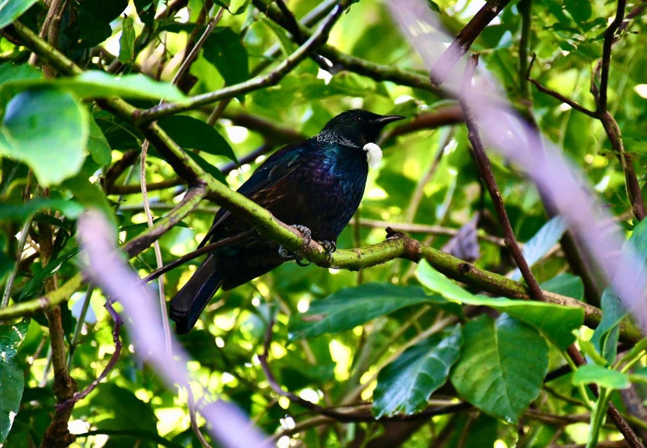 Bed and Breakfast Birdsong Devonport Окленд Екстер'єр фото